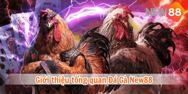 Đá gà tại nhà cái NEW88 có nhiều cấp độ khác nhau